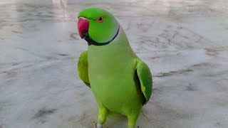 Indian Ringneck Parrot Random Sounds [upl. by Chil]