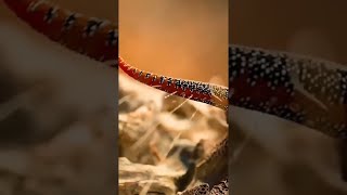 Dragon tailed Gecko spraying sticky liquid from their tails straight at any would be predators [upl. by Lluj660]