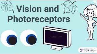 Vision and Photoreceptors [upl. by Nelsen]