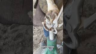 Cleaning up horse hoof asmr asmr horsebarn satisfying shortsviral [upl. by Aiza]