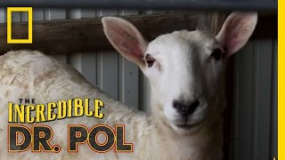 Ewe Oughta Know  The Incredible Dr Pol [upl. by Ramos347]