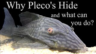 Why Plecos L numbersLoricariids Hide What can you do about it lnumber pleco plecostomus [upl. by Orthman548]