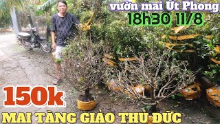 118🌼 Kho phôi mai tàng giá rẻ Chợ Gạo từ 50k mai vàng bonsai giảo Thủ Đức đế đẹp vườn mai Út Phong [upl. by Ahsinotna]