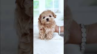 Poppy the teacup puppy 🩷 maltipoo teacupdog cutestdog tinydog [upl. by Calder]