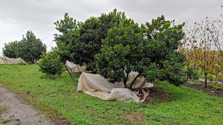 Lucuma Pouteria lucuma Lychee Litschi sinensis collection La Mayora Spain [upl. by Box577]