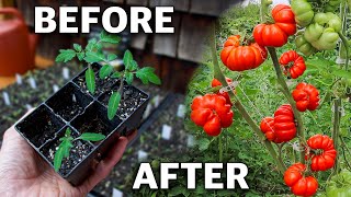 How to Grow Tomatoes Complete Growing Guide [upl. by Tessil]