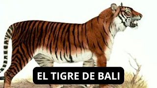 EL TIGRE DE BALI [upl. by Malachy]