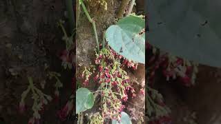 Bilimbi Cucumber tree Tree sorrel irumban puli [upl. by Fasta]