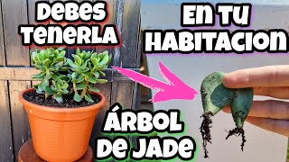 Si tienes ESTA PLANTA en CASA eres 1 entre 1 MILLON Árbol de Jade  Reproducir Suculenta De Jade [upl. by Richmound]