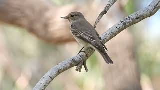 חטפית אפורה Spotted Flycatcher Ashkelon [upl. by Guidotti]