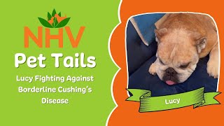 Pet Tails Lucy Fighting Against Borderline Cushings Disease [upl. by Wendt]