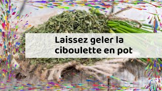 Laissez geler la ciboulette en pot [upl. by Losse760]