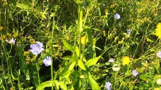 Edible plants chicory [upl. by Olegnaid]