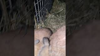 Baby bunnies rabbitry bunny fypシ゚viral cute hollandlops [upl. by Rizika540]