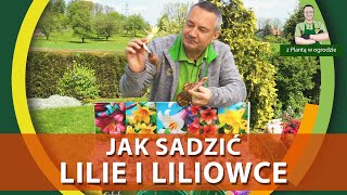 Jak sadzić lilie i liliowce  Z PLANTĄ W OGRODZIE [upl. by Seiter]