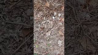 Rincorrendo una farfallina bianca Chasing a little white butterfly butterfly asmr [upl. by Ahtoelc74]