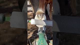 Rasping horse hoof equestrian farrier satisfying [upl. by Annabela839]