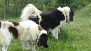 BULGARIAN DOG Goran kennel  SIMBEN BG Vratsa [upl. by Malsi]