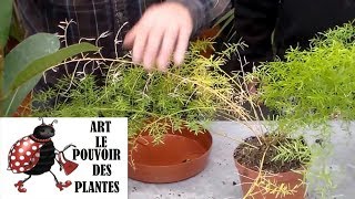 JardinageComment faire lentretien et arrosage des plantes vertes dintérieur [upl. by Gabby]