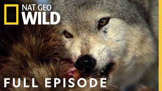 Monster Wolf Full Episode  America the Wild [upl. by Nylaroc934]