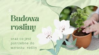 Budowa rośliny części rośliny FILM EDUKACYJNY [upl. by Linc]