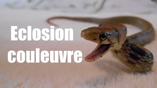 Éclosion œufs de couleuvre asiatique [upl. by Aihtak]