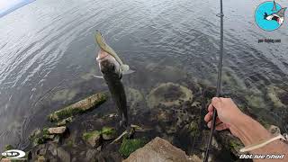 OSP Dolive Shad 45  Seabass Catch amp Release [upl. by Tarazi]