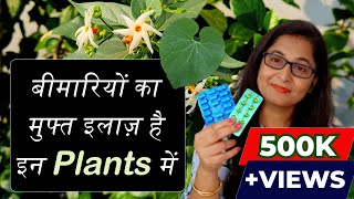 🔴💊 7 Medicinal Plants their uses for Healthy Life  Ayurvedic Plants gardening ayurvedicplants [upl. by Ahsuatal]