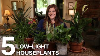 5 LowLight Houseplants 🌿  Garden Answer [upl. by Chaudoin]