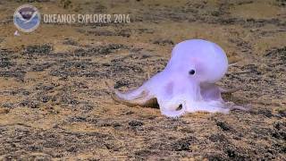 Ghostlike octopod in deep waters off Hawaii [upl. by Lsiel939]