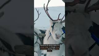 shorts Rovaniemi FINLAND travel fact [upl. by Macdonell245]