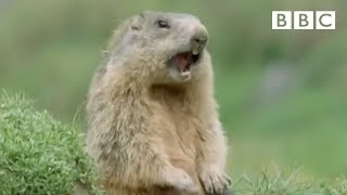 Funny talking animals Alan Alan Steve  Walk on the Wild Side  BBC [upl. by Ojeitak139]