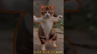 Billi ki comedy shortvideo funny shortvideo [upl. by Sudbury]