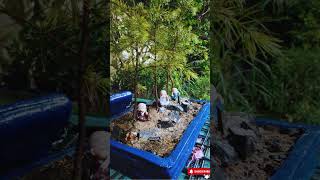 Creating a Stunning Cedrus Deodara Forest Bonsai  Miniature Tree Art bonsai [upl. by Hanid]