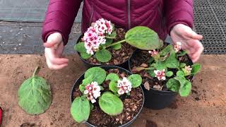 Bergenia ciliata  Spring Flowers [upl. by Lliw]