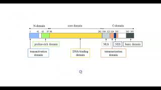 Protein Structure and Domains [upl. by Rozamond121]