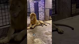 Entrer dans la cage dun lion avec un sac plein de viande 😮 [upl. by Farmer]