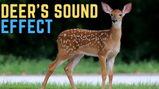 Deer Sound Effect Antelope and Gazelle  Antelope Sounds [upl. by Aihsekel]