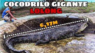 LOLONG  El Cocodrilo Gigante que causó Terror por su Descomunal Tamaño [upl. by Anaic]