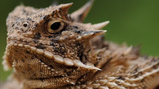 खून की धार फेंकने वाली Horned lizard सड़लेया [upl. by Cristie]