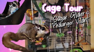 Cage Tour Sugar GliderPhalanger volant [upl. by Heiney11]