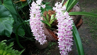 Rhynchostylis retusa  Foxtail Orchid fragrant species native to Asia [upl. by Gal]