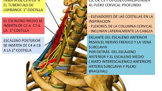 MUSCULOS DE CUELLO 3 ESCALENOS Y PROFUNDOS DEL CUELLO [upl. by Lannie]