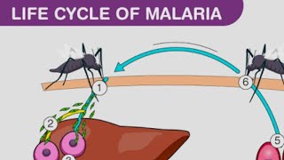 plasmodium vivax life cycle in man [upl. by Atsira]