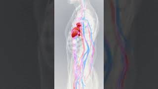 Human Heart Pumping Animation  Watch your heart in action [upl. by Amarette]