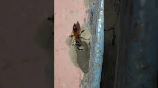 Do you know  Mud Dauber Wasp  ततैया wasp [upl. by Airpac]