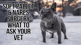 French Bulldog BOAS Surgery Consult  Heres What We Asked [upl. by Yelnoc]