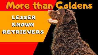 Discover the Unsung Retrievers Beyond the Golden Glow [upl. by Dias]