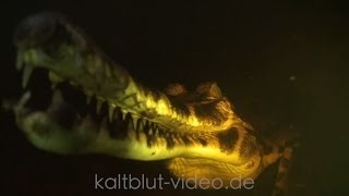 SundaGavial False Gharial Tomistoma Crocodile Buaya [upl. by Nospmas]