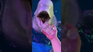 why beluga whales eat icesciencesciencefacts [upl. by Noelc155]